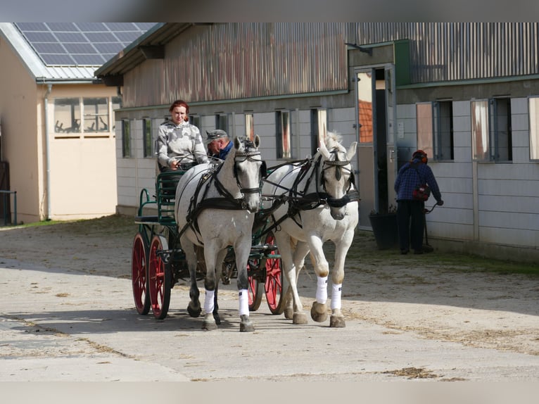 Cheval de sport hongrois Hongre 9 Ans 163 cm Gris in Ganschow