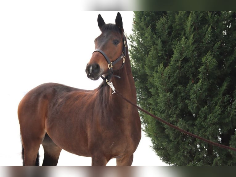 Cheval de sport hongrois Hongre 9 Ans 164 cm Bai in Bernhardsthal