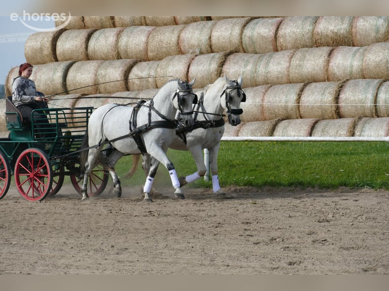 Cheval de sport hongrois Hongre 9 Ans 164 cm Gris in Ganschow