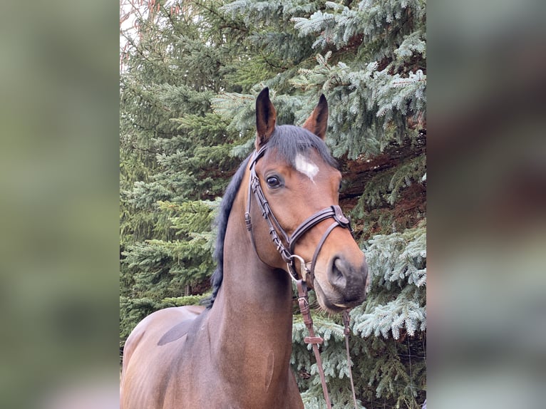 Cheval de sport hongrois Hongre 9 Ans 165 cm Bai in Pereszteg