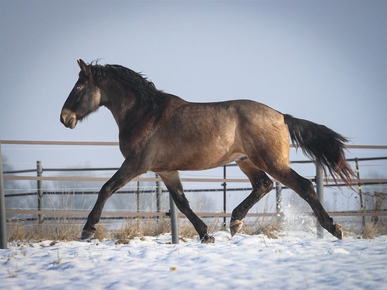 Cheval de sport hongrois Croisé Hongre 9 Ans 165 cm Buckskin in Pastetten
