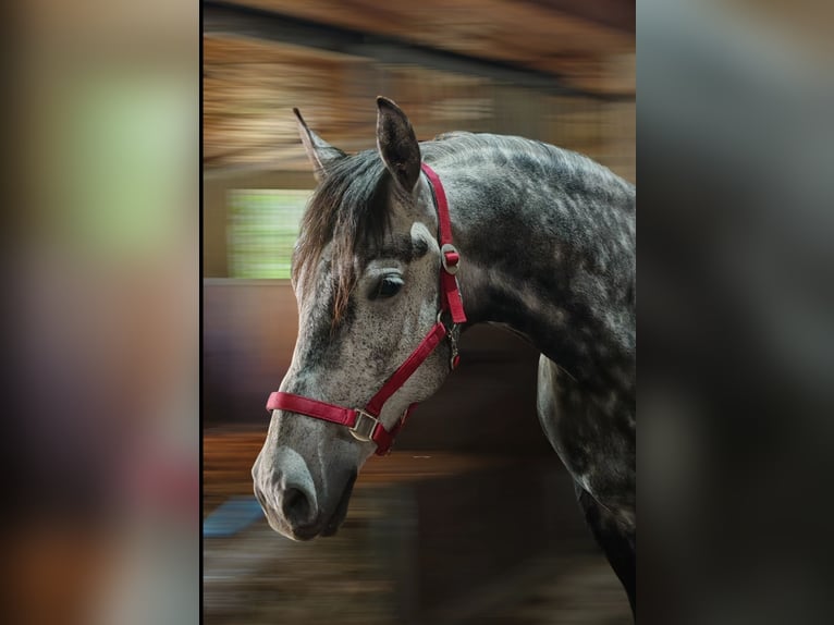 Cheval de sport hongrois Croisé Hongre 9 Ans 165 cm Gris noir in Lutzmannsburg