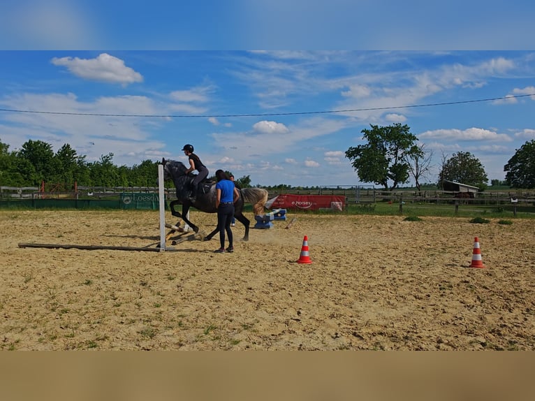 Cheval de sport hongrois Croisé Hongre 9 Ans 165 cm Gris noir in Lutzmannsburg