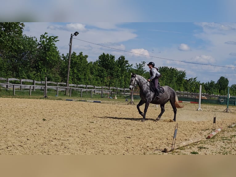 Cheval de sport hongrois Croisé Hongre 9 Ans 165 cm Gris noir in Lutzmannsburg