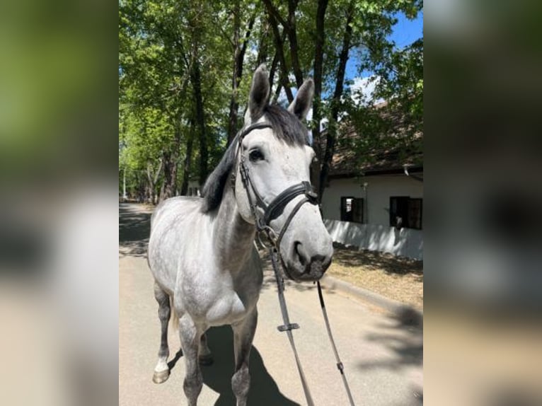 Cheval de sport hongrois Croisé Hongre 9 Ans 165 cm Gris pommelé in Kaposvár