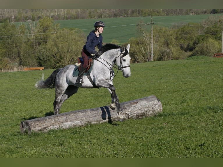 Cheval de sport hongrois Croisé Hongre 9 Ans 165 cm Gris pommelé in Kaposvár