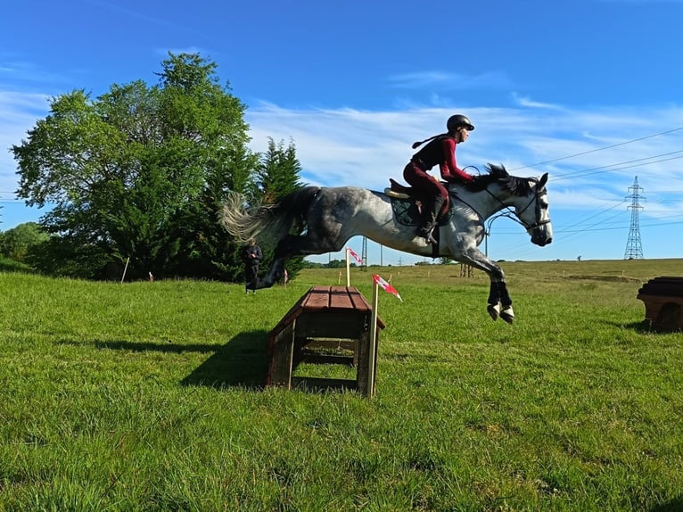 Cheval de sport hongrois Croisé Hongre 9 Ans 165 cm Gris pommelé in Kaposvár