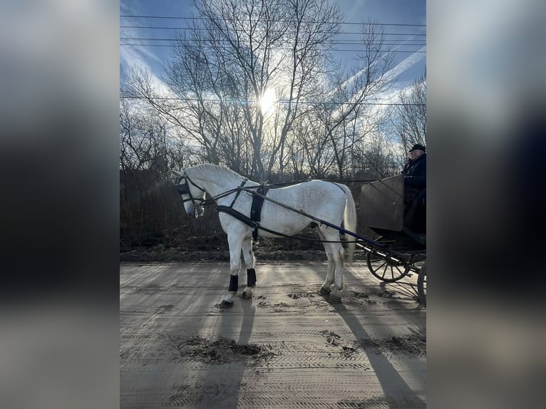 Cheval de sport hongrois Hongre 9 Ans 167 cm Gris in Kecskemét
