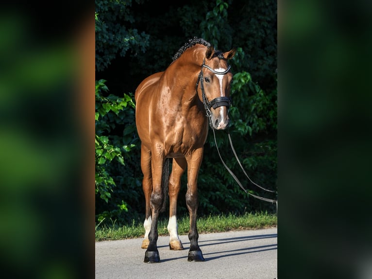 Cheval de sport hongrois Hongre 9 Ans 171 cm Bai in Budapest