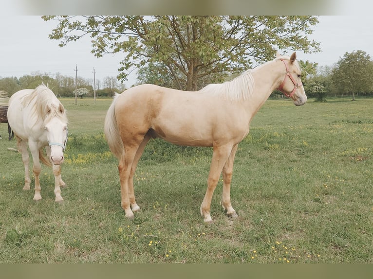 Cheval de sport hongrois Hongre Poulain (01/2026) 157 cm Palomino in Marcali