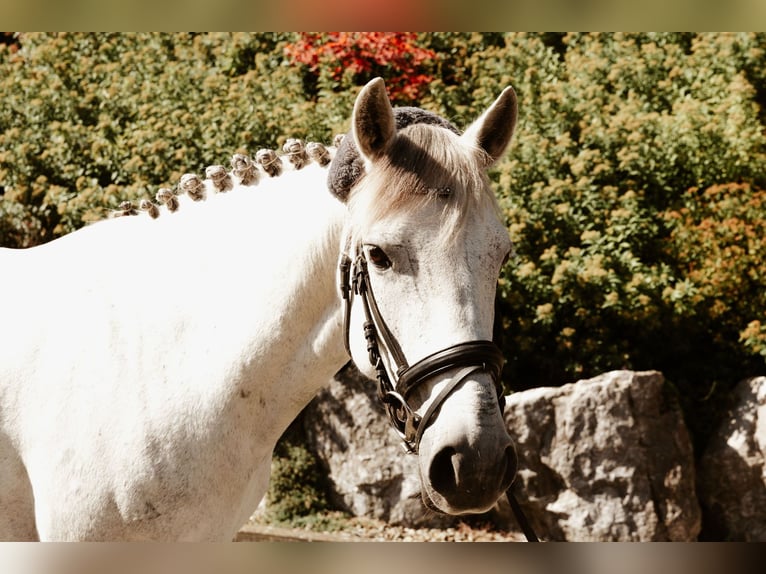 Cheval de sport hongrois Jument 10 Ans 138 cm Blanc in Oberstadion