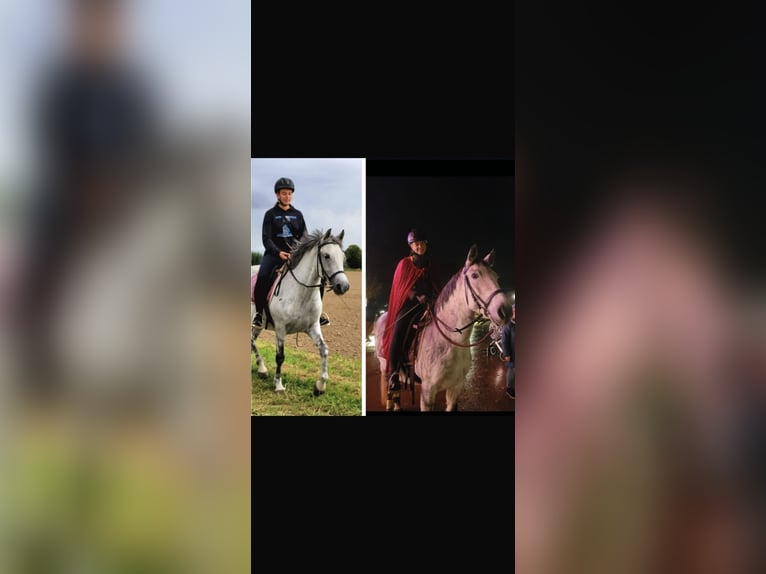 Cheval de sport hongrois Jument 10 Ans 148 cm Gris moucheté in Tecklenburg