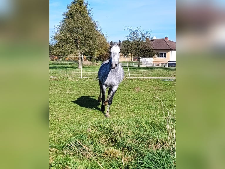 Cheval de sport hongrois Jument 10 Ans 150 cm Gris pommelé in Dorf