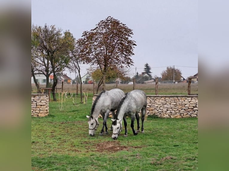 Cheval de sport hongrois Jument 10 Ans 153 cm Gris in Tass