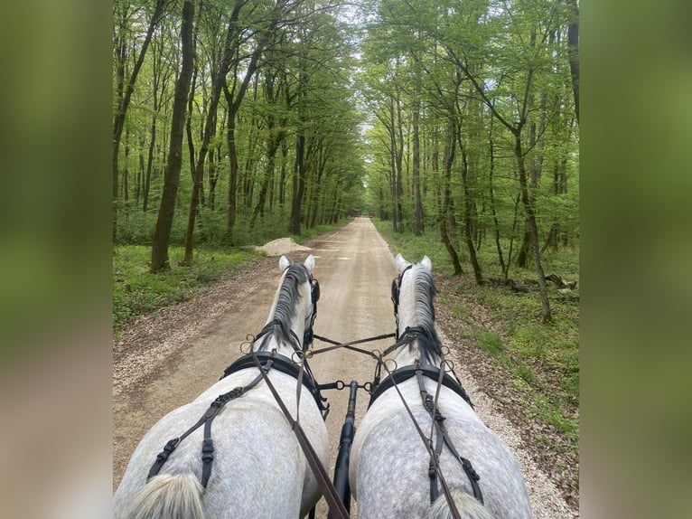 Cheval de sport hongrois Jument 10 Ans 153 cm Gris in Tass