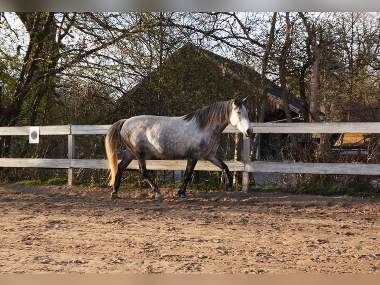 Cheval de sport hongrois Jument 10 Ans 155 cm Gris in Gauting
