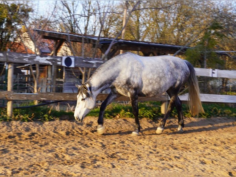 Cheval de sport hongrois Jument 10 Ans 155 cm Gris in Gauting