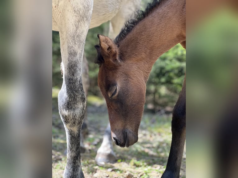 Cheval de sport hongrois Jument 10 Ans 155 cm Gris moucheté in Morgenr&#xF6;the-Rautenkranl