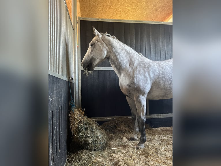 Cheval de sport hongrois Jument 10 Ans 156 cm Gris pommelé in Oberndorf
