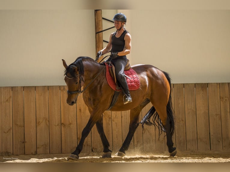 Cheval de sport hongrois Croisé Jument 10 Ans 158 cm Bai in Bruckberg