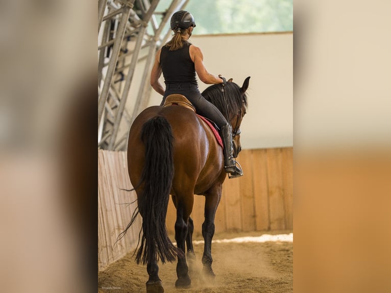 Cheval de sport hongrois Croisé Jument 10 Ans 158 cm Bai in Bruckberg