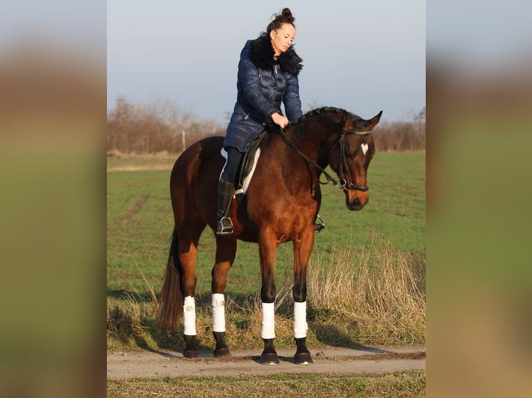 Cheval de sport hongrois Jument 10 Ans 160 cm Bai in Békésszentandrás