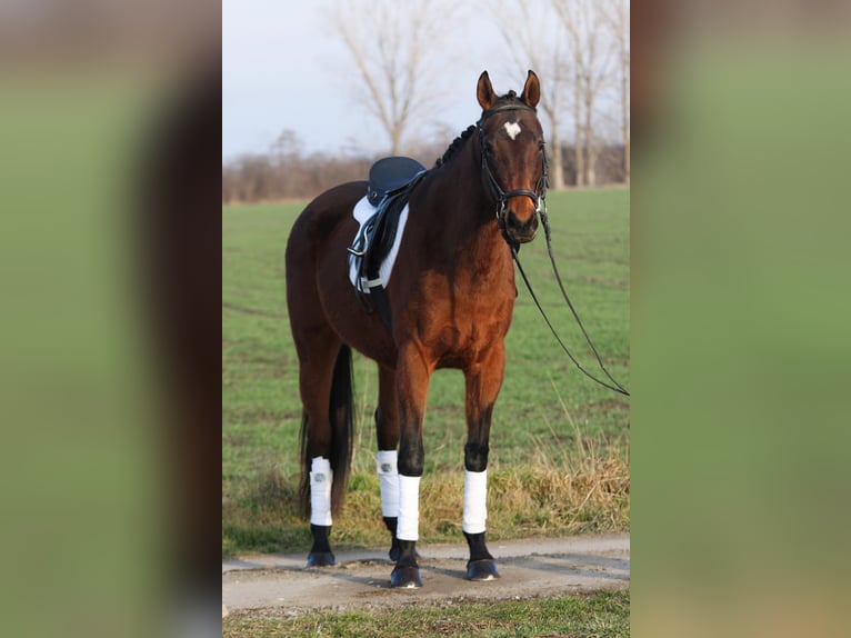 Cheval de sport hongrois Jument 10 Ans 160 cm Bai in Békésszentandrás