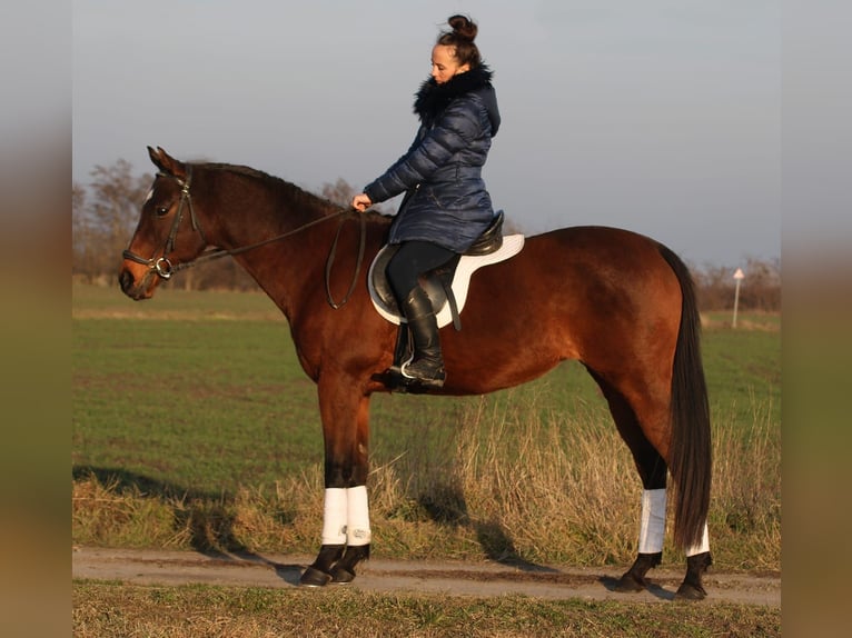 Cheval de sport hongrois Jument 10 Ans 160 cm Bai in Békésszentandrás