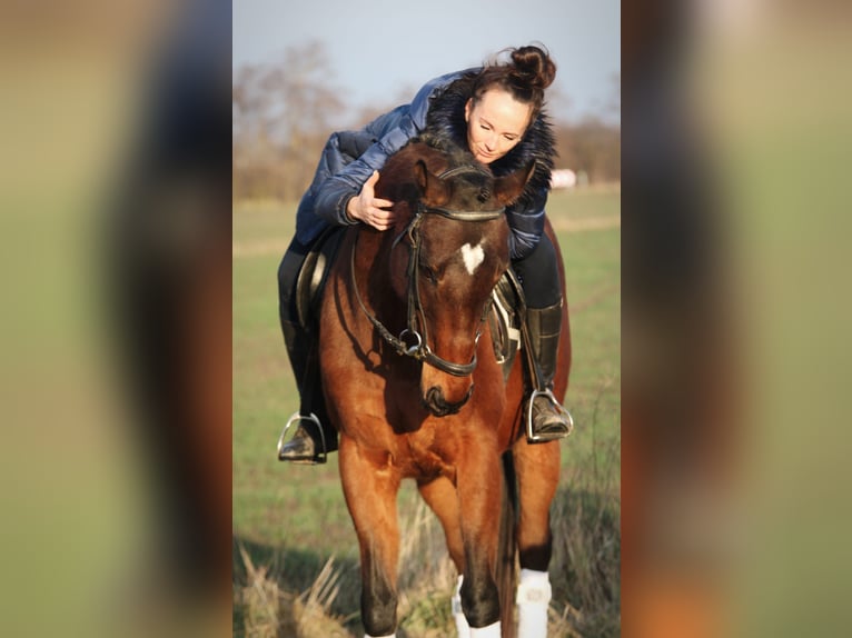 Cheval de sport hongrois Jument 10 Ans 160 cm Bai in Békésszentandrás