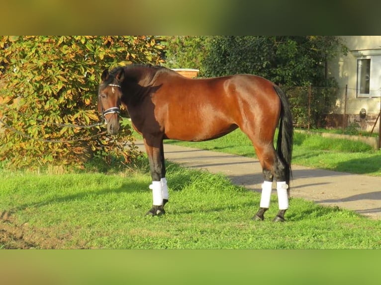 Cheval de sport hongrois Jument 10 Ans 160 cm Bai in Cegléd