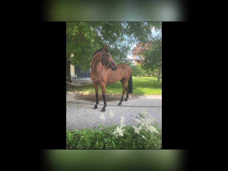 Cheval de sport hongrois Jument 10 Ans 160 cm Bai in Darmstadt