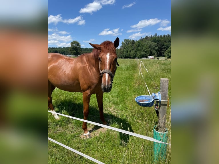 Cheval de sport hongrois Jument 10 Ans 165 cm Alezan in Regensburg