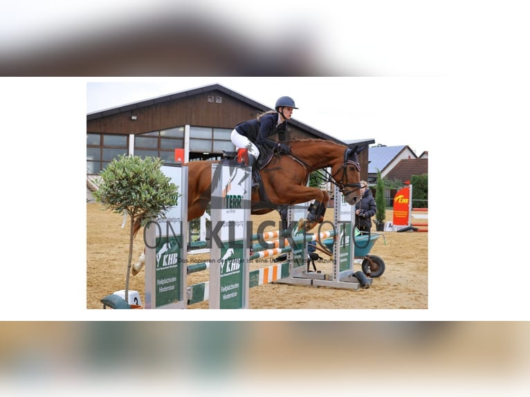 Cheval de sport hongrois Jument 10 Ans 165 cm Alezan in Regensburg