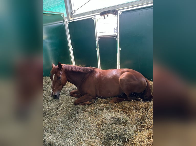 Cheval de sport hongrois Jument 10 Ans 165 cm Alezan in Regensburg