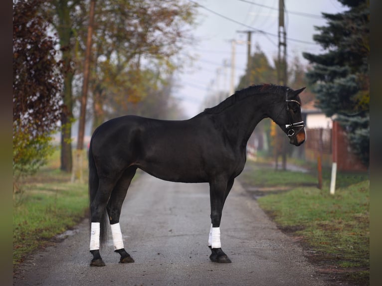 Cheval de sport hongrois Jument 10 Ans 165 cm Bai brun in Üllő