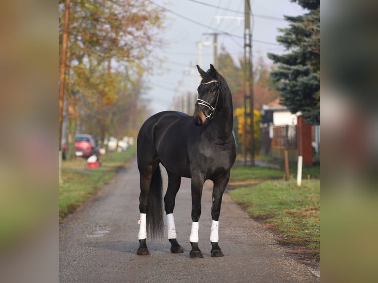 Cheval de sport hongrois Jument 10 Ans 165 cm Bai brun in Üllő