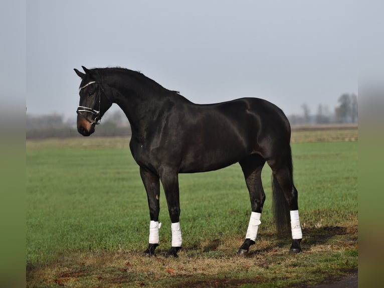 Cheval de sport hongrois Jument 10 Ans 165 cm Bai brun in Üllő