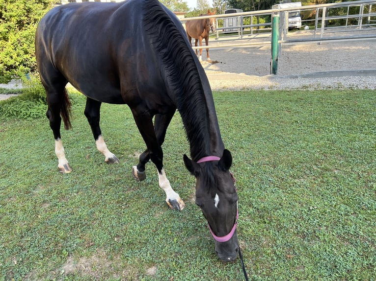 Cheval de sport hongrois Jument 10 Ans 165 cm Bai brun foncé in Schwasdorf