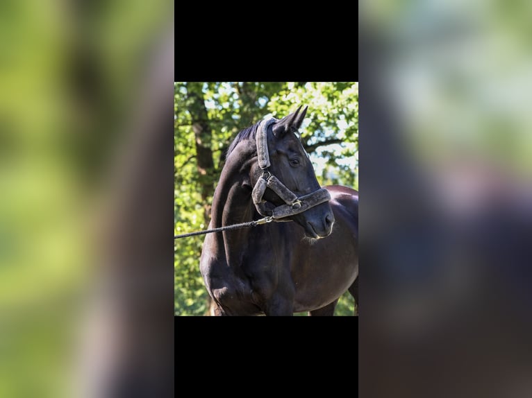 Cheval de sport hongrois Jument 10 Ans 166 cm Noir in Tragwein