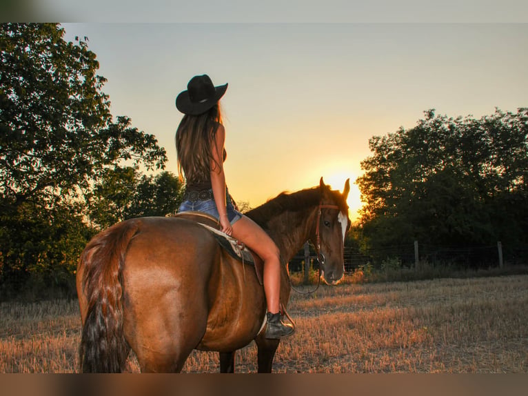 Cheval de sport hongrois Croisé Jument 10 Ans 168 cm Alezan brûlé in Kozármisleny