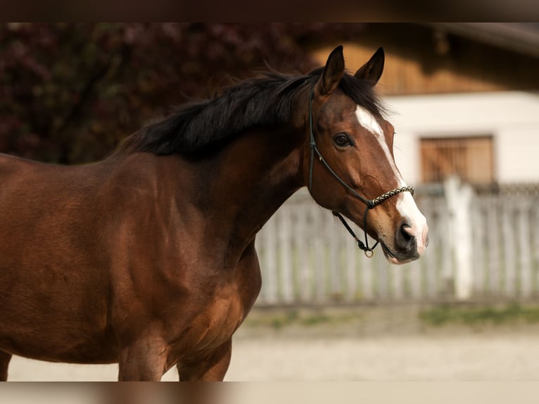 Cheval de sport hongrois Jument 10 Ans 172 cm Bai in Debant