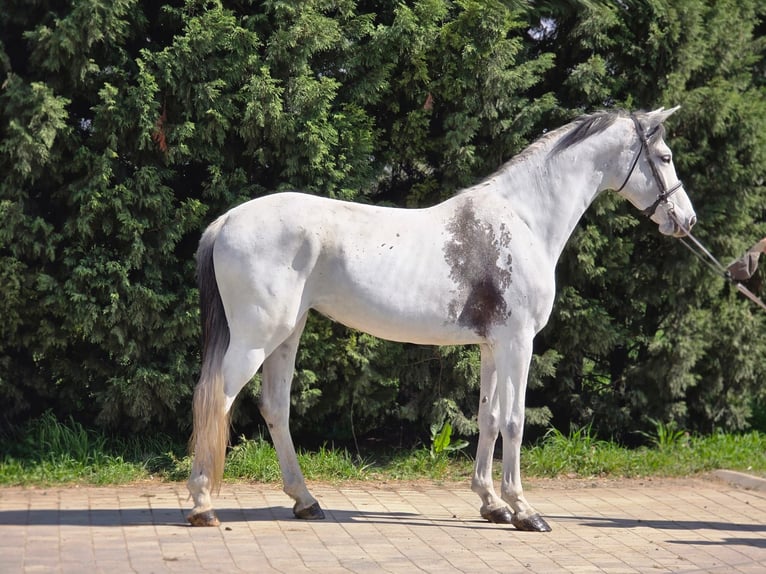 Cheval de sport hongrois Jument 10 Ans 173 cm Gris in bekes