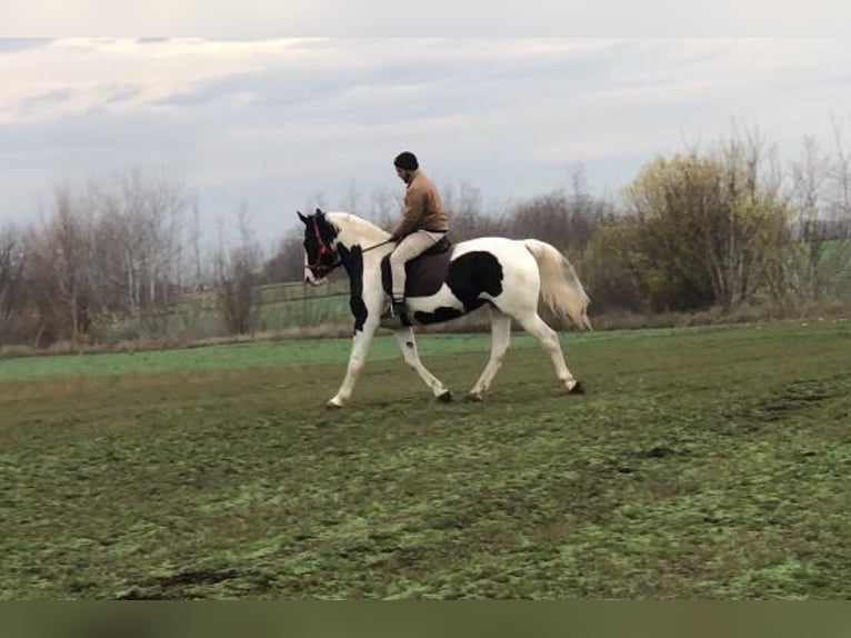 Cheval de sport hongrois Jument 10 Ans 175 cm Pinto in Békéscsaba