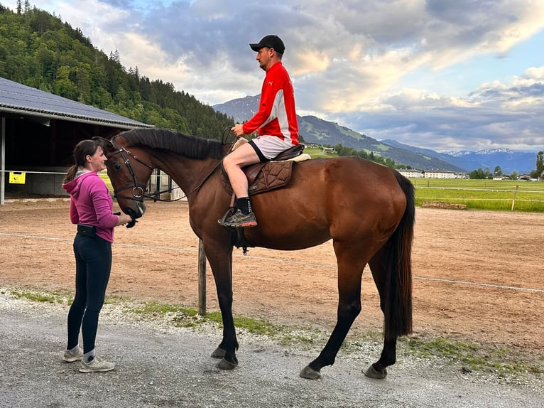 Cheval de sport hongrois Jument 10 Ans 183 cm Bai in Kirchberg in Tirol
