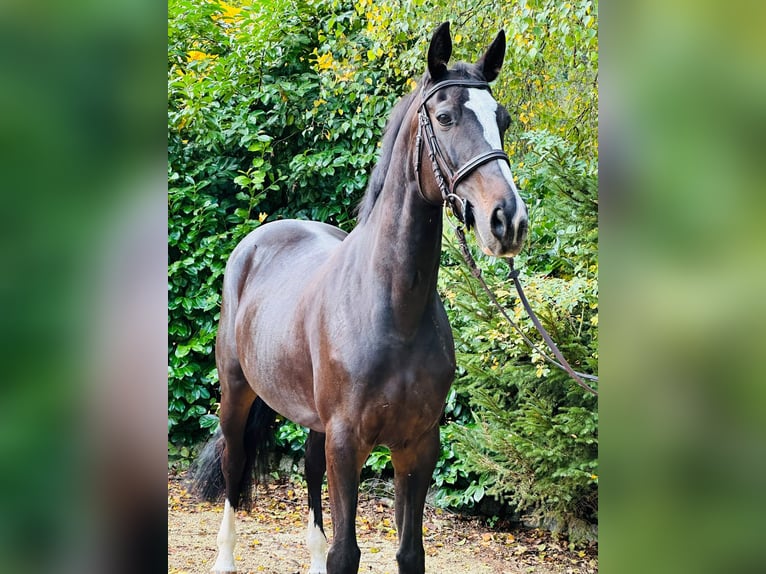 Cheval de sport hongrois Jument 11 Ans 163 cm Bai brun in Neuburg an der Donau