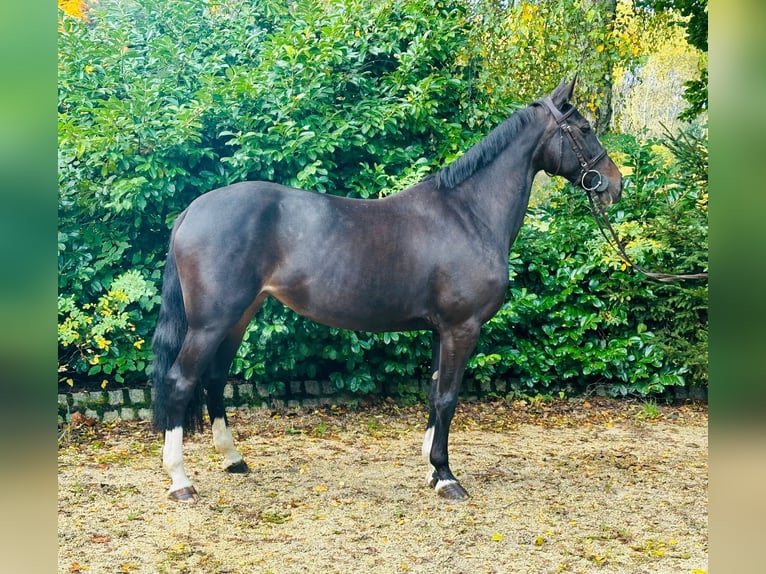 Cheval de sport hongrois Jument 11 Ans 163 cm Bai brun in Neuburg an der Donau