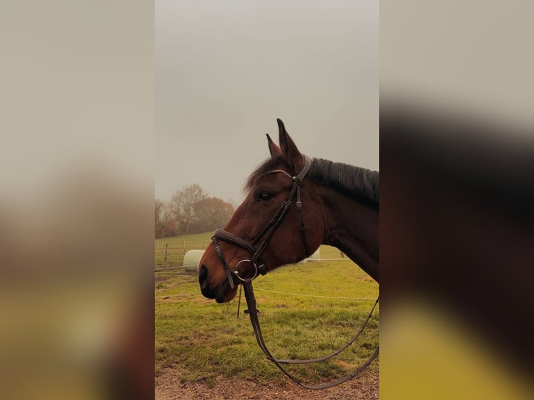 Cheval de sport hongrois Jument 11 Ans 165 cm Bai in Großaitingen