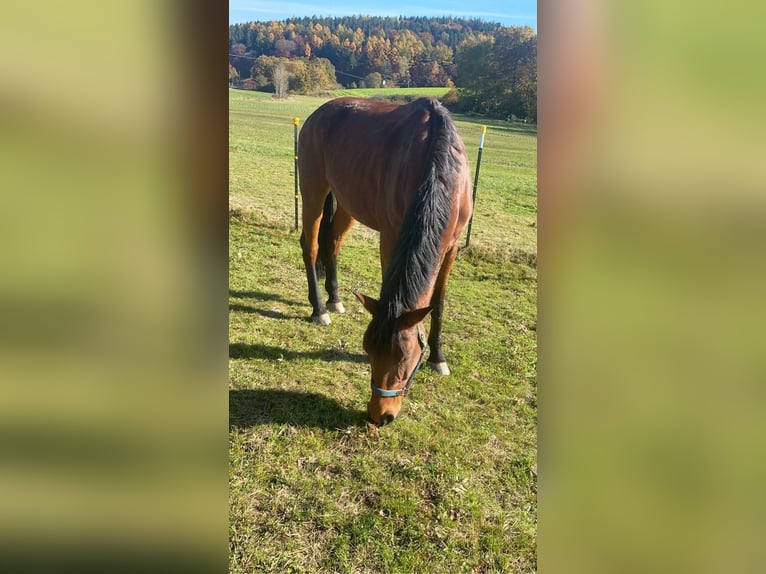 Cheval de sport hongrois Jument 11 Ans 165 cm Bai in Großaitingen