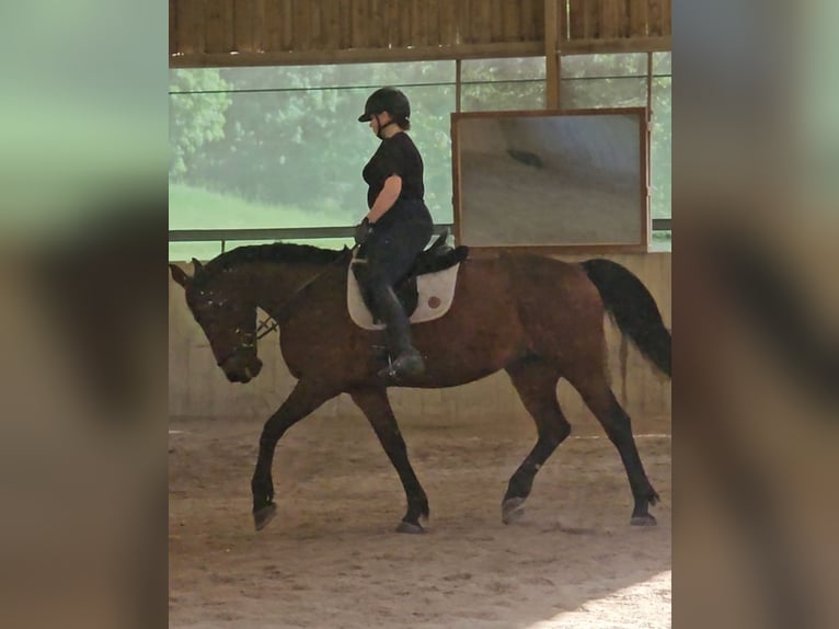 Cheval de sport hongrois Jument 11 Ans 168 cm Bai brun in Breitenfurt bei Wien