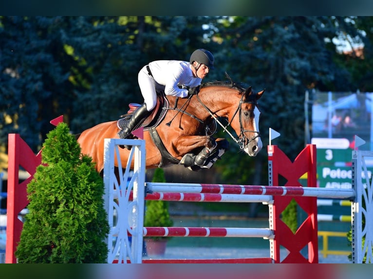 Cheval de sport hongrois Jument 11 Ans 169 cm Bai cerise in Békéscsaba